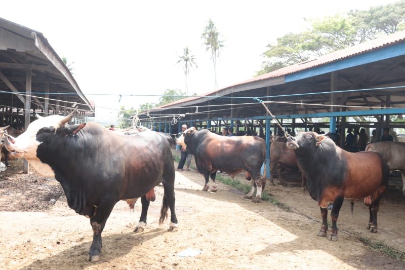 Pedagang harus membawa pulang kembali ternak sapi dari Pasar Hewan Sibreh, Kecamatan Sukamakmur, Kabupaten Aceh Besar, Rabu (06/03/2024).