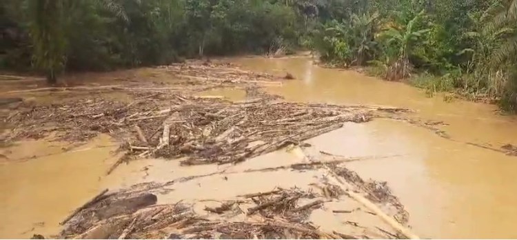 Limbah kayu memenuhi Sungai Singgersing di Kecamatan Sultan Daulat, Subulussalam, diduga akibat adanya aktivitas land clearing perusahaan sawit, Senin 20/5/2024. (foto | HO-Walhi Aceh)