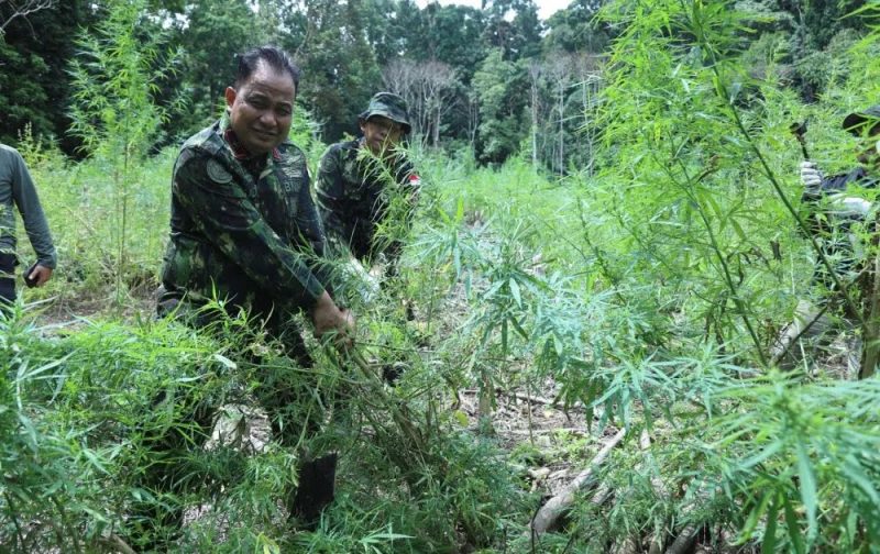 Pemusnahan 2,5 hektar ladang ganja di Gampong Pulo, Kemukiman Lamteuba, Kecamatan Seulimeum, Aceh Besar, Kamis (20/6/2024). (Foto: noa.co.id/FA) 