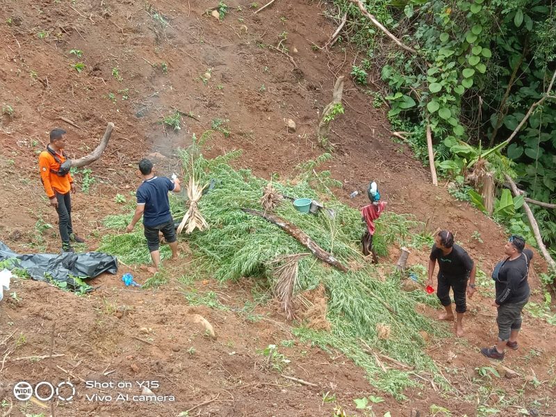 Polisi bersama perangkat desa melakukan pemusnahan ladang ganja di Aceh Utara. (Foto: noa.co.id/FA)