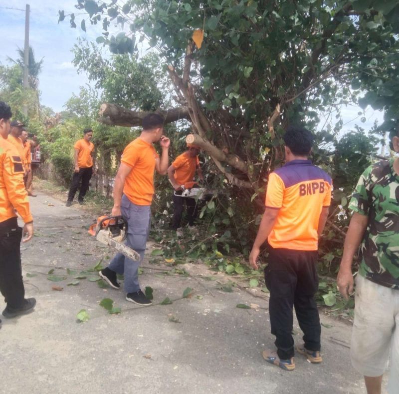 Petugas BPBD sedang membersihkan pohon di pinggir jalan akibat angin kencang yang melanda Kabupaten Aceh Barat Daya. Foto : BPBD