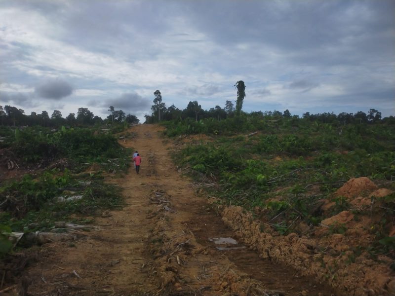 Lokasi areal hutan yang dibuka jadi lahan perkebunan kelapa sawit. Foto: Dok Pribadi