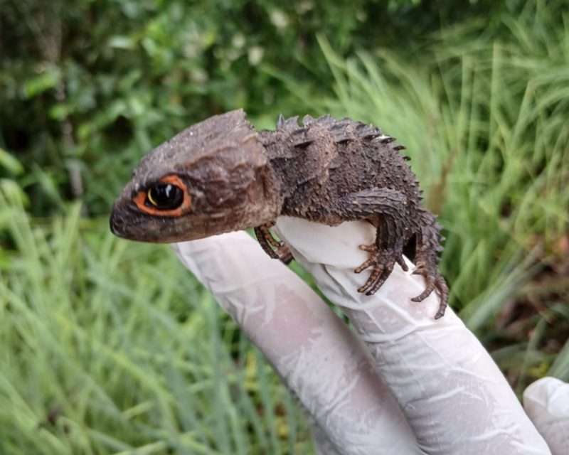 Ratusan Satwa Kembali ke Cagar Alam  berlangsung di hutan wilayah Kampung Asei Kecil, Distrik Sentani Timur, Kabupaten Jayapura, Rabu (18/12/2024). (Foto : Balai Besar KSDA Papua).